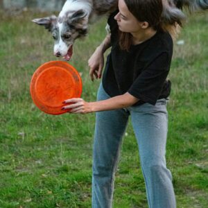 Koerte treeningkursus algajatele